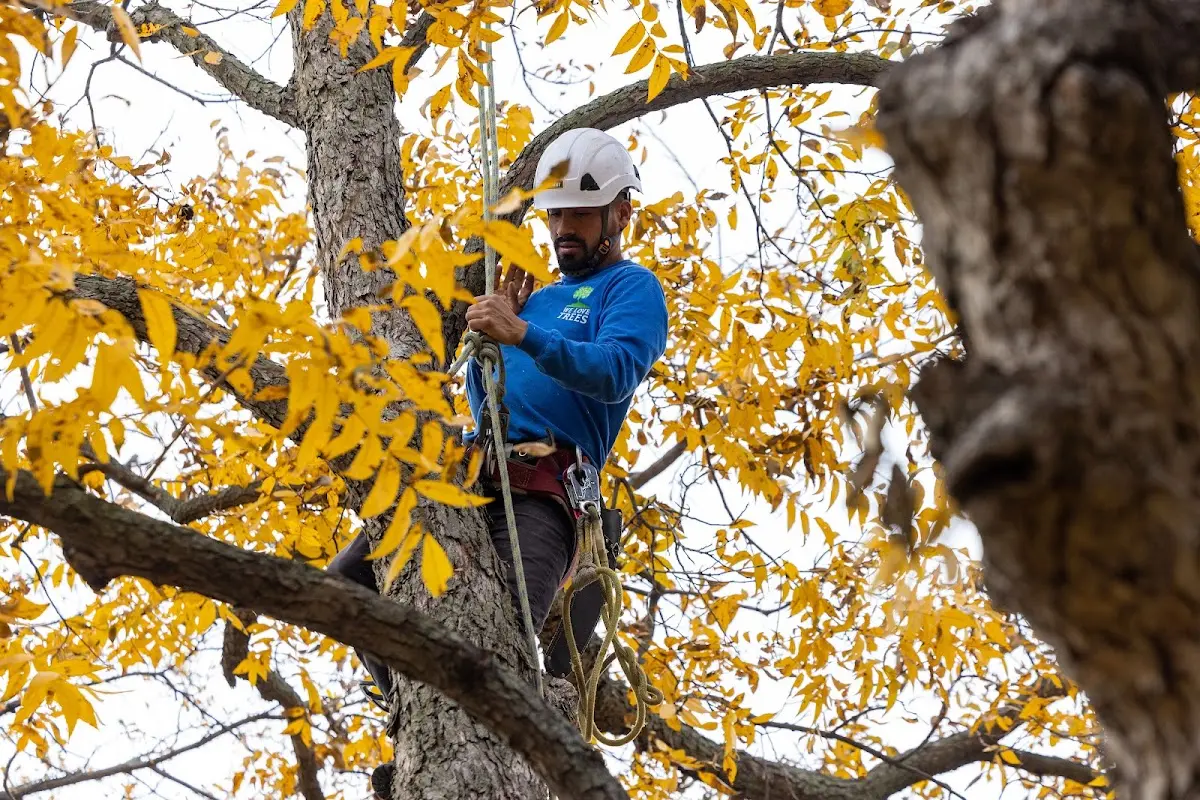 Skilled Tree Trimming crew working in Taylor